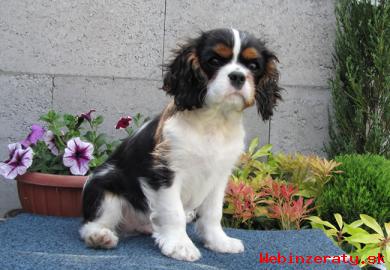 Cavalier King Charles paniel s PP