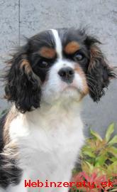 Cavalier King Charles paniel s PP