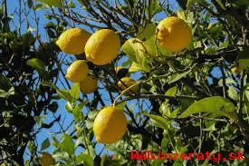 Predaj citrusov