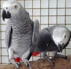 Dve rozkon africkch Grey papagje