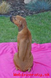 Rhodesian ridgeback s PP