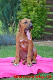 Rhodesian ridgeback s PP