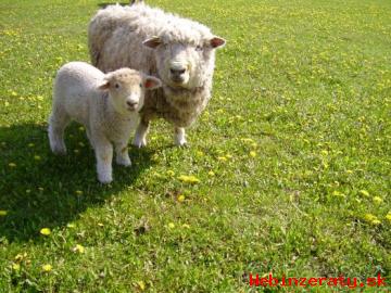 romney marsh kent  jahnence