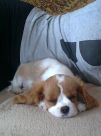 Cavalier king charles paniel