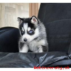 Vysoko kvalitn modr oi Sibrsky Husky