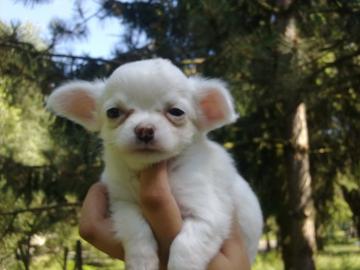 Mini Chihuahua, ivava