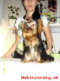 Yorkshire terrier bez pp