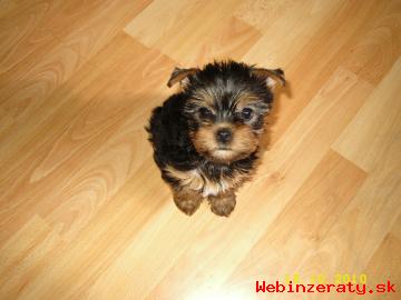 Yorkshire terrier bez pp