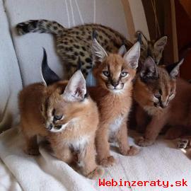 Caracal, Ocelot, Serval maiatka na pred