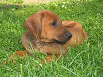 RIDGEBACK (RHODESIAN RIDGEBACK)