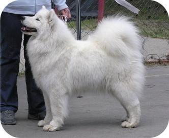 Samojed - teniatka s PP