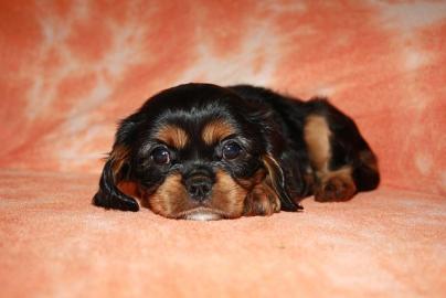 Cavalier King Charles Spaniel