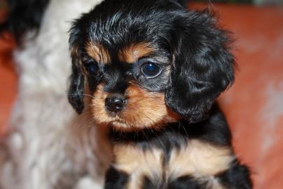 Cavalier King Charles Spaniel