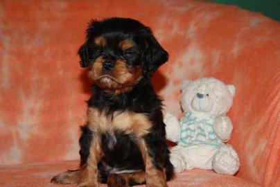 Cavalier King Charles Spaniel