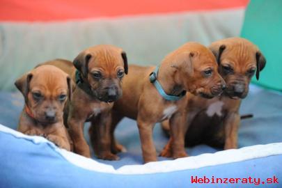 Rhodéský ridgeback - štěňata