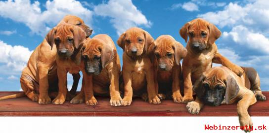 Rhodéský ridgeback - štěňata