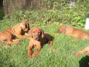 rhodezsky ridgeback