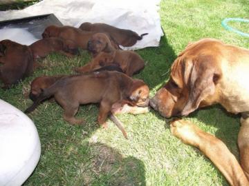 rhodezsky ridgeback