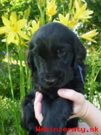 Flat coated retriever s PP - ttka