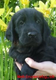 Flat coated retriever s PP - ttka