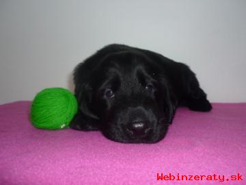 Flat coated retriever s PP - ttka