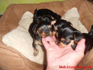 Yorkshire Terrier - Fenky - 4 ks - Pred