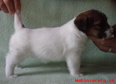 Jack Russell terrier s PP