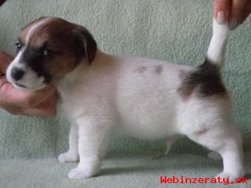 Jack Russell terrier s PP