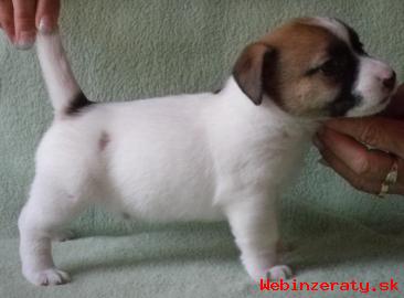 Jack Russell terrier s PP