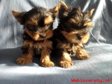 YORKSHIRE TERRIER - mini