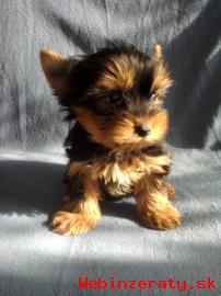 YORKSHIRE TERRIER - mini