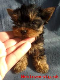 YORKSHIRE TERRIER - mini