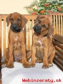 Rhodesian ridgeback s pp