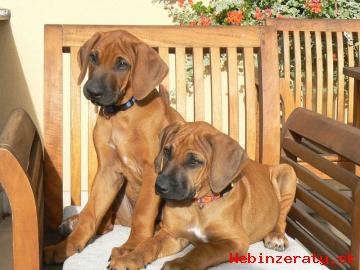 Rhodesian ridgeback s pp