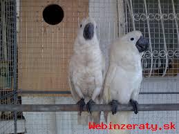 Detnk kakadu papouci pro prodej. 