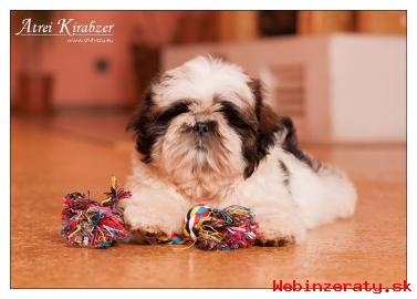 Shih Tzu - teniatka ( shi-tzu,si-cu,si-