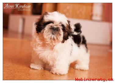 Shih Tzu - teniatka ( shi-tzu,si-cu,si-