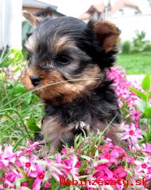 Yorkshire terrier - suky s rodokmeom