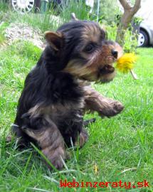 Yorkshire terrier - suky s rodokmeom