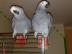 Dve rozkon africkch Grey papagje