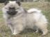 Nmeck pic vl / keeshond tata sPP