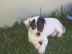 JACK RUSSEL PARSON