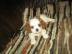 Cavalier charles king spaniel