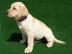 Pred�m �teniatka Labradora s PP