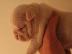 zdarma anglick� buldog �teniatka