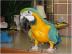 Modr a zlat papagj papagj (samec) na