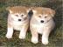 akita inu japonskj linie