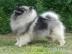 Keeshond vl pic tata