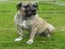 Kryc� pes Dogo Cannario