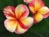 Plumeria Top angel - semena